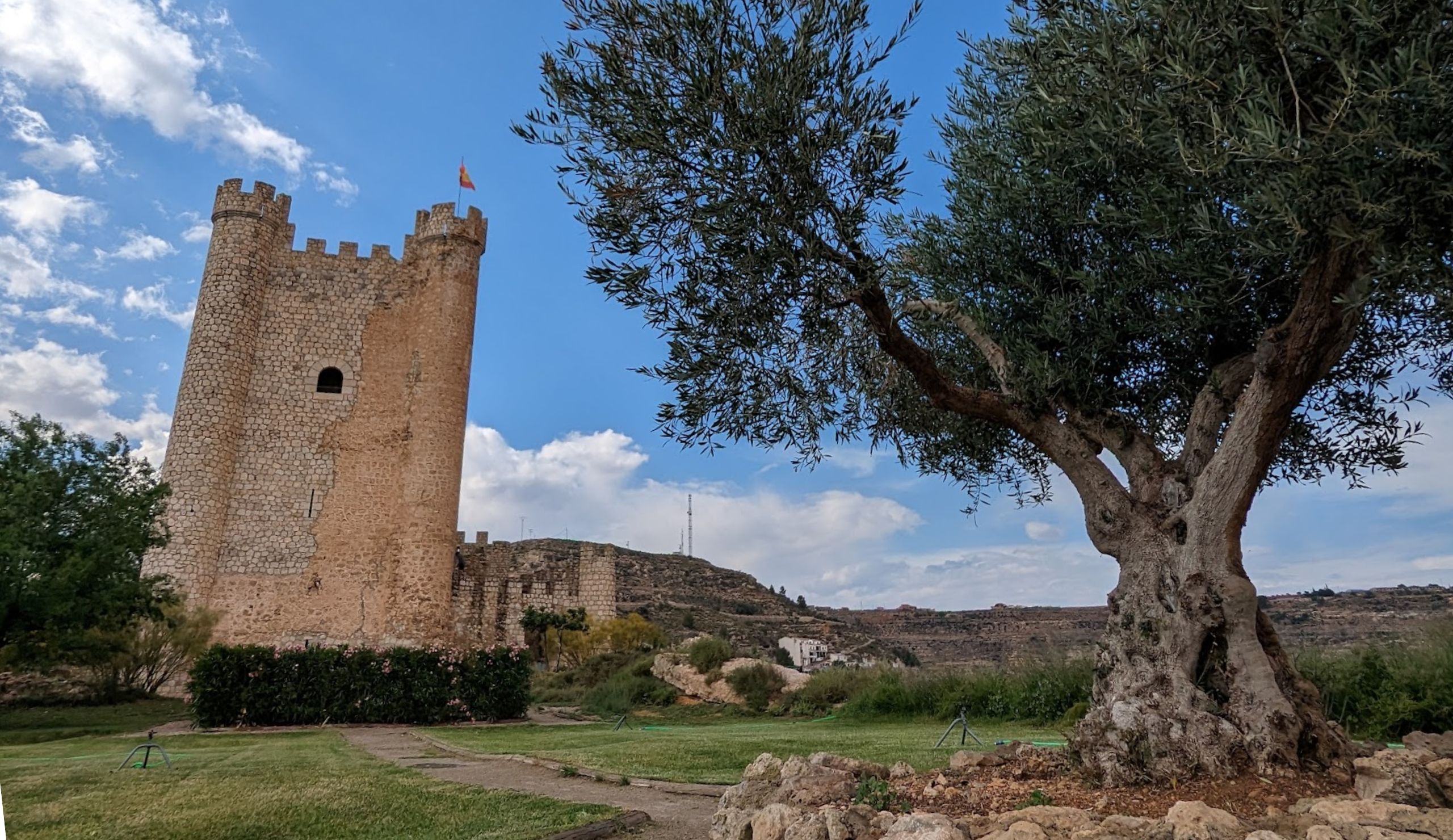 Torre medieval y olivo en España
